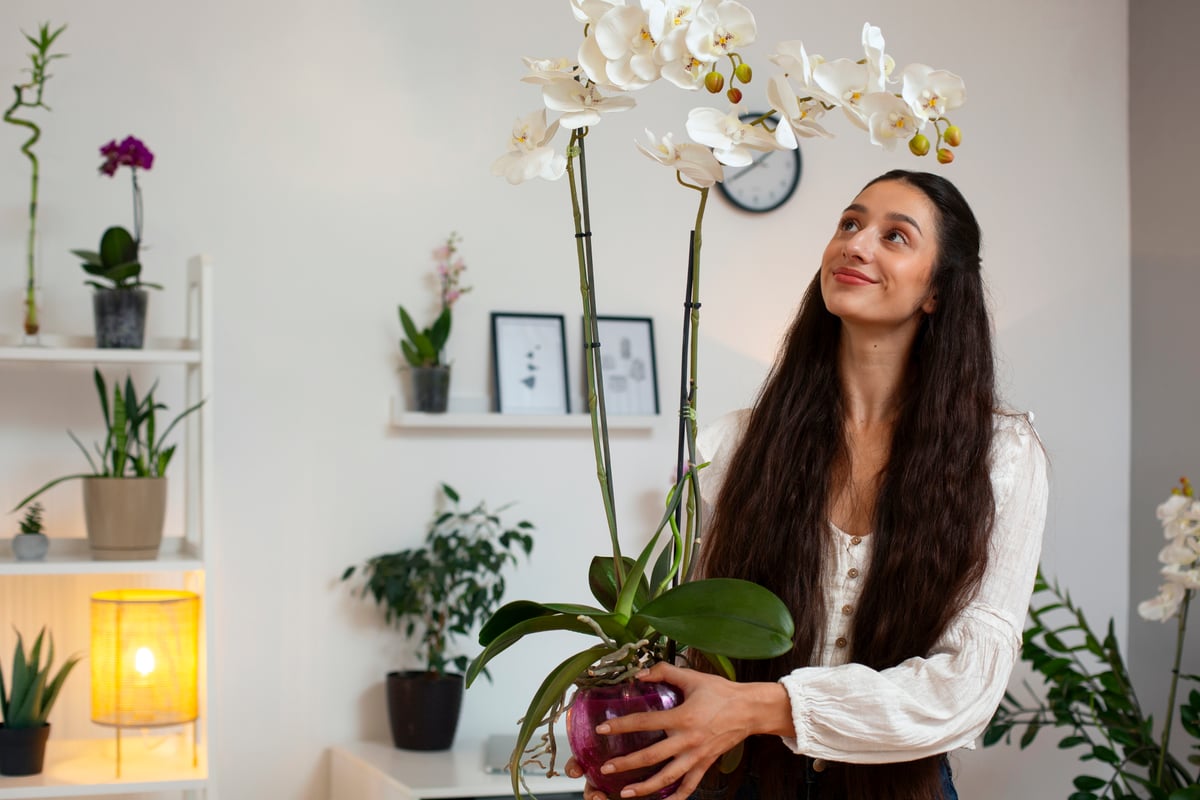 Orchidea átültetése