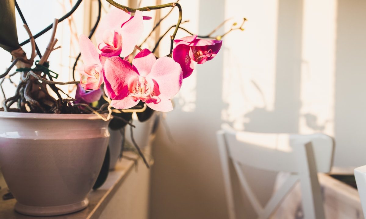 Az orchidea szaporítása, nem ördöngősség – neked is menni fog!