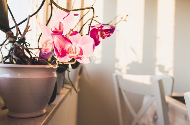 Az orchidea szaporítása, nem ördöngősség – neked is menni fog!
